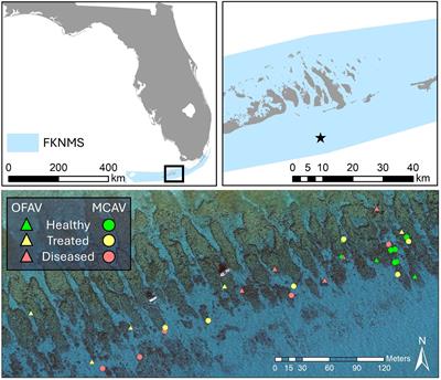 The effects of disease lesions and amoxicillin treatment on the physiology of SCTLD-affected corals